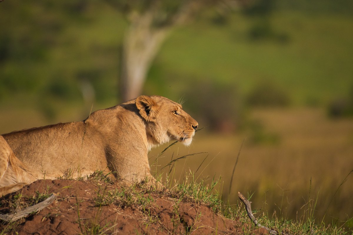 Lioness of Ololoitikoishi pride feeling relaxed | Masai Mara | Kenya
.
.
#global4nature #lionsofmara #bownaankamal #mammal #natgeoyourshot #conservation #safarigoals #safarilife #natgeoafrica #natgeoyourlens #masaimara #nikonnofilter #lioness #nikonphotographer #safariexperience