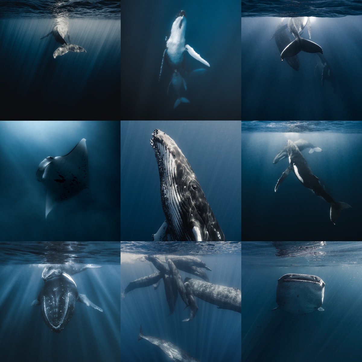 Let’s spark a bit of interest for a good cause… 

You may have heard about my involvement in #tezmauiaid and the edition I had to help raising funds.

Each edition sold will act as a ticket to a raffle… 

The prize? I will create a unique 1/1 piece for you from an image you’ll