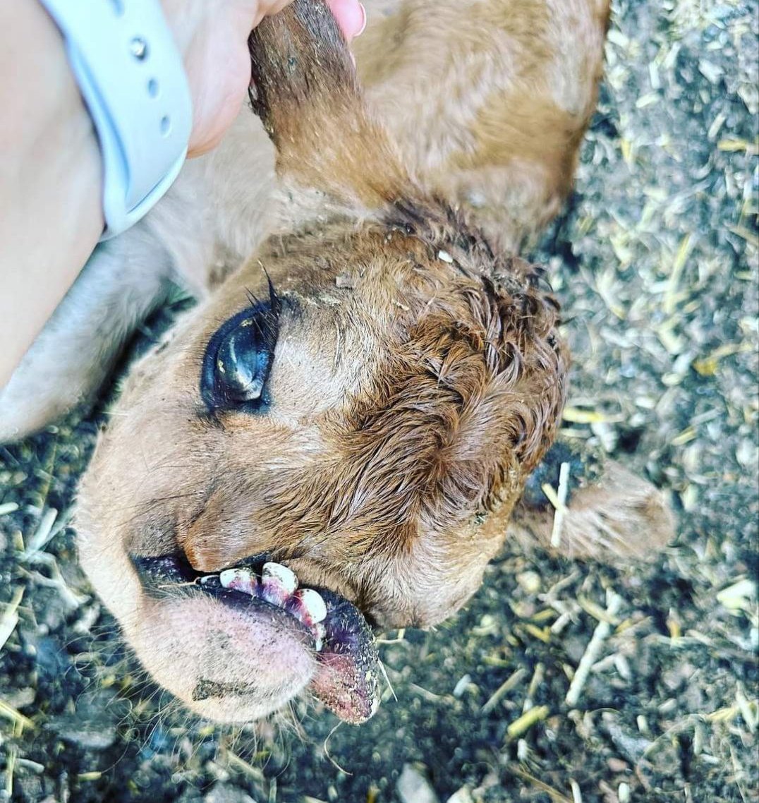 HalfBakedVet's tweet photo. 💥Congenital bovine chondrodysplasia, also known as bulldog calf syndrome, is characterized by disproportionate growth of bones resulting in a shortened &amp; compressed body, mainly due to reduced length of the spine &amp; long bones of the limbs.
Credit: By /azores veterinary practice https://t.co/CLBztE76i9