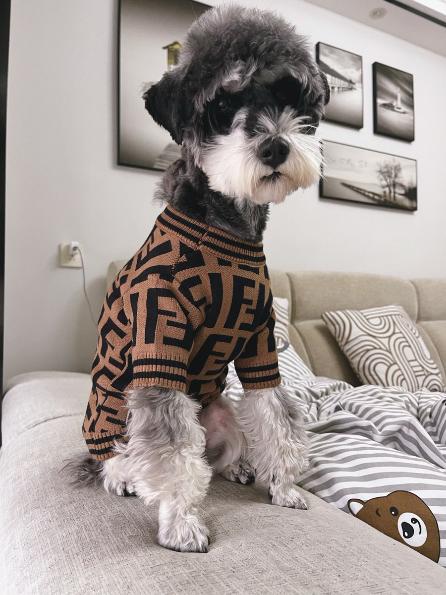 Schnauzer wearing Fendi sweater
#schnauzer #schnauzersofinstagram #dogsofinstagram #dog #schnauzerlove #schnauzerworld #minischnauzer #miniatureschnauzer #dogs #puppy #schnauzerlife #schnauzerpuppy #schnauzers #schnauzerlovers 
shop👉dogboutiqueshop.com