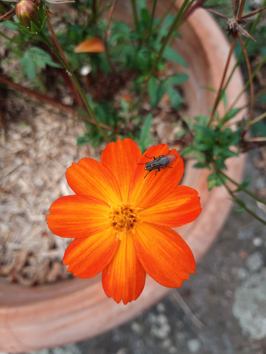 HelenHelsrm's tweet photo. Loving these beautiful bright splashes of colour in the garden as we go into autumn 💜 https://t.co/sDpBtBkQy2