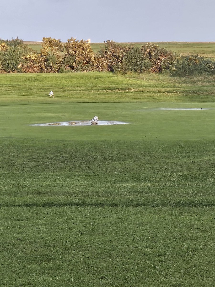 I guess when the seagulls choose the 18th green <a href="/FleetwoodGC/">Fleetwood Golf Club</a> to bathe....its game over <a href="/CustomFitDan/">Dan Skelcher</a> #winter