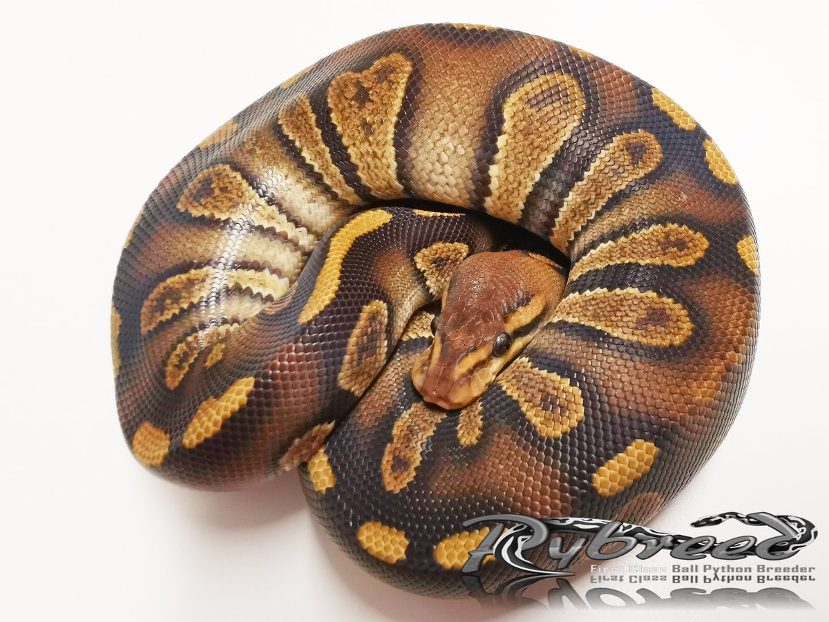 Pybreed1's tweet photo. Hypo Stranger Chocolate +66% het. DG 
#ballpython #ballpythons #pythonregius #snakes #snek #Snake #royalpython #königspython #desertghostballpython #reptilian #reptile #reptiles #schlange #terrariafanart #animal #animals #animallover #AnimalCrossing #pets #球蟒 #볼파 #볼파이톤 https://t.co/TaJozASdZB