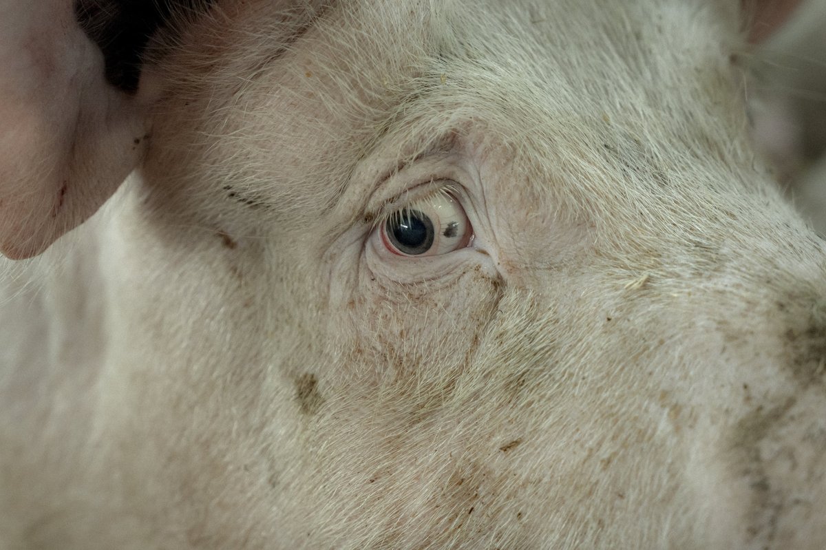 AsgerLadefoged's tweet image. Den ved det ikke selv. Men gris nummer 2391 fra den midtsjællandske gård er - sammen med dens 12 mio artsfæller - blevet centrum i debatten om  iltsvind.

Følg 2391 - og dens gylles vej fra stald og mark til det danske havmiljø. 

tinyurl.com/gris2391

@michllund @MathiasSvold