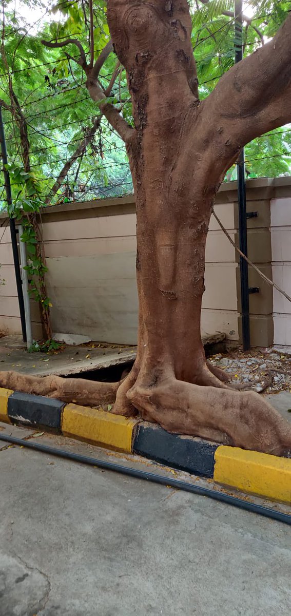 Right tree at right location. A beautiful Gulmohar ( Delonix regia) can be a problem in residential areas causing root invasion (like this 👇) and also prone to uprooting due to shallow roots. 
#urbanforestry #miyawaki #treeambassador #green