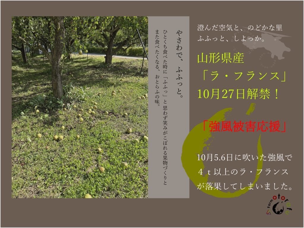 bonsoiramandine's tweet photo. 【是非拡散で農家が助かります】
生産量日本一の山形県ラ・フランス🍐
今回私達は家族みんなで3日間のラ・フランス収穫のボランティアを「おとらふ」という農家でしました💪
実は、収穫を目前にしたラ・フランスが強風で4トン以上落果してしまいました。こんなに落ちたのは30年ぶりみたいです…😢
　どうにか私たちは役に立てないか、おとらふさんの力になりたいと思いました。
落果したラ・フランスをすぐ拾い上げ、状態の良い物だけをギフト同様に予冷管理してるみたいです。

【そこで、ご支援いただける皆様へ】
　ギフトと同様に予冷・追熟管理を行います。通常のラ・フランスと見た目も味も変わらないような状態のみをお届けしますのでご安心ください。
　この機会に「ラ・フランスを食べてみよう！」と思う方やラ・フランスを贅沢に使ってお菓子づくりがしたい方は是非チェックしてね！✨🙇‍♀️
　皆さまの応援を心よりお待ちしております！
※購入した物全て農家さんへの支援となります

ご購入はこちらから！↓

暴風被害を受けた【ラ・フランス  家庭用5kg】
10月26日から順次発送
◉HPからネット注文
→ https://t.co/PtSe1gmVOq
◉楽天から注文（送料込み）
→ https://t.co/jZLED3Sahq

通常【ラ・フランス　ギフト商品、家庭用商品など】
11月10日から順次発送
◉HPからのネット注文
→ https://t.co/EuaMMaysCw
◉楽天から注文（送料込み）
→ https://t.co/16M98IO8qV