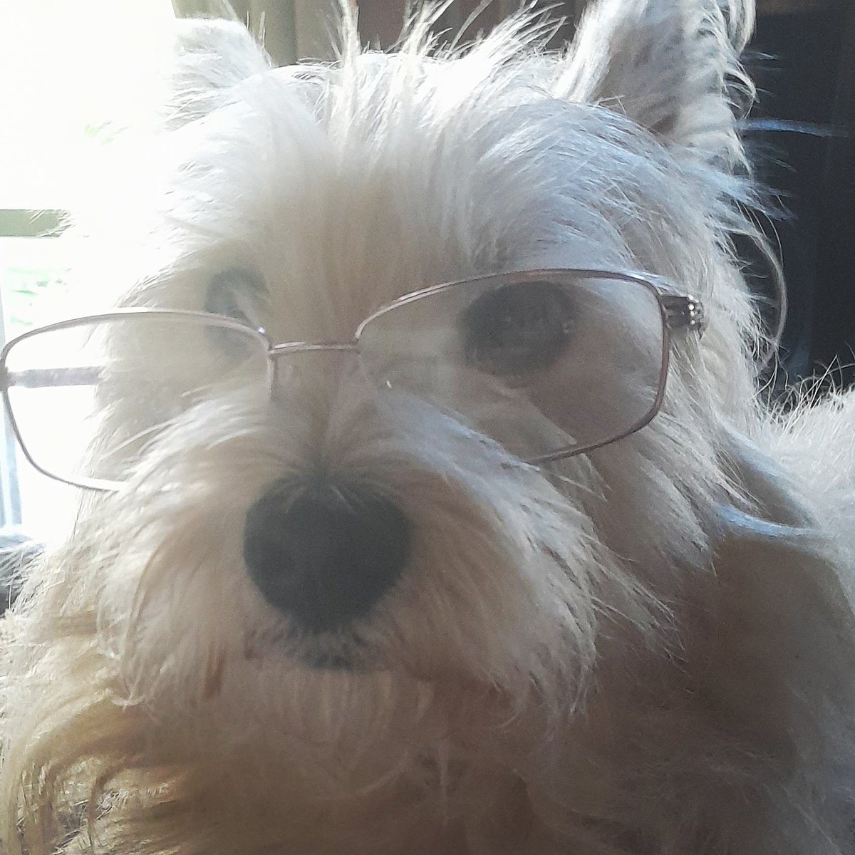 Who is doing #NaNoWriMo this year?
What are you working on?

I've been developmental editing chapter outlines for NaNo. 

Miss Sagequill has been assisting.
#westhighlandwhiteterrier
#westitude

#6amwriters #WritingCommunity #NaNoWriMo23