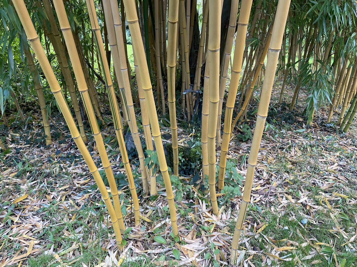 Zwartbles Ireland • Suzanna Crampton tweet media