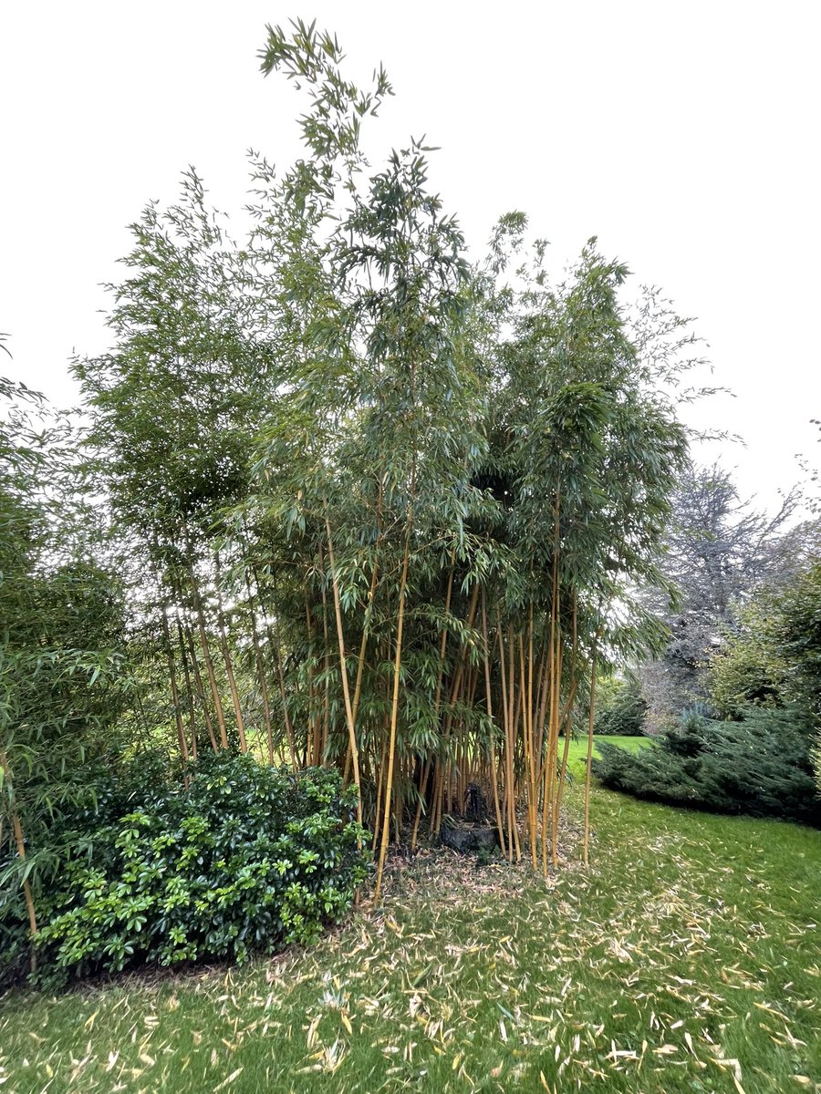 Zwartbles Ireland • Suzanna Crampton tweet media