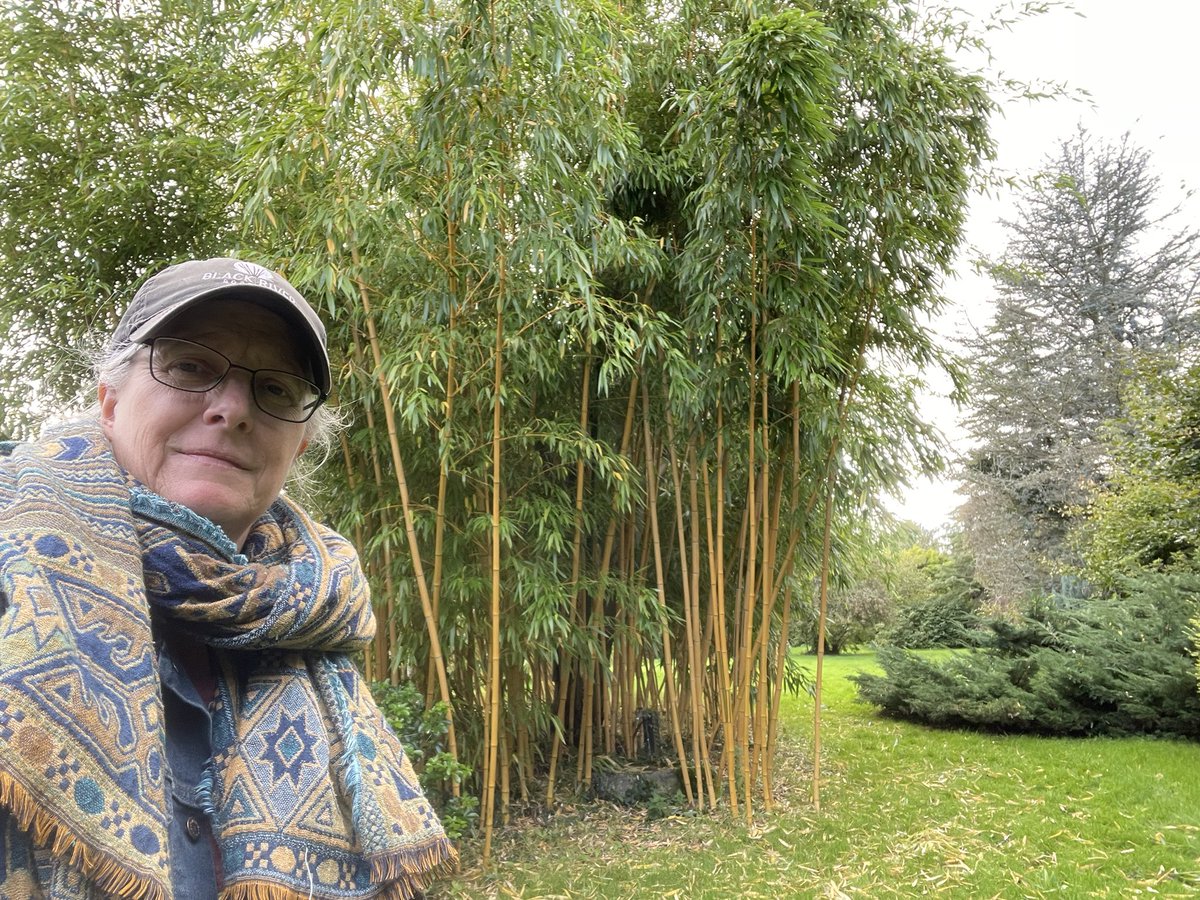 Zwartbles Ireland • Suzanna Crampton tweet media