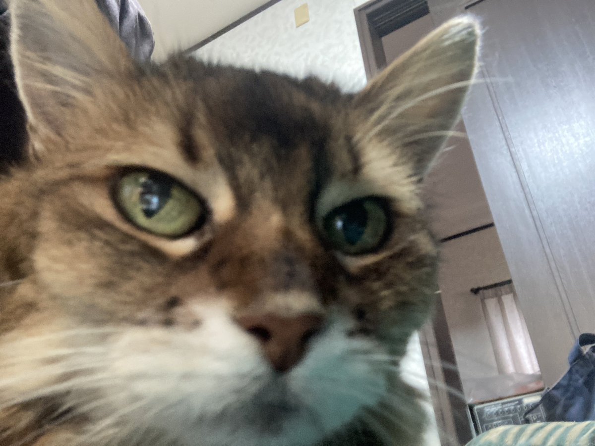 kuronekoCirno's tweet image. ちょいと出かけるが
猫テロ🤮😼が心配なので
覆っておこう😺

#sampler
#emusystems
#emusp12
#12bit
#ラジカセ

#ニャンコ
#ソマリ

#あまむす