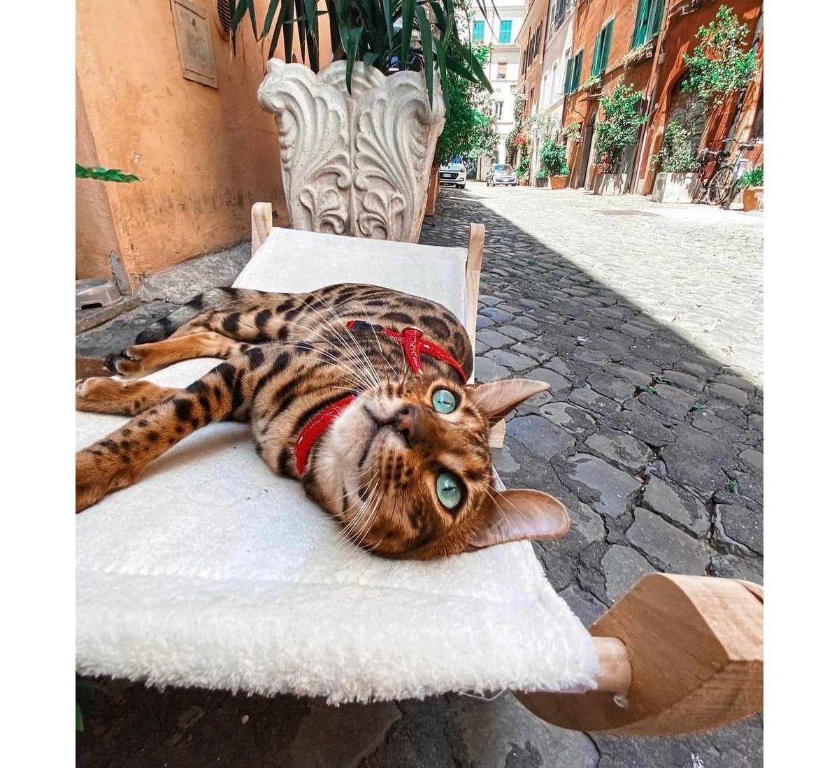 sampietrino's tweet photo. What a lovely morning 😻
(it's #caturday!)

ph @jasminee_milo

#trastevere #caturday #gattidiroma #catsofrome #gatti #cats #romancats #catofrome #catsofitaly #ermejodercolosseo #catlife #catslover #sampietrino #sampietrini #sanpietrini #roma #rome #romerightmeow https://t.co/xKM3vbPzaM