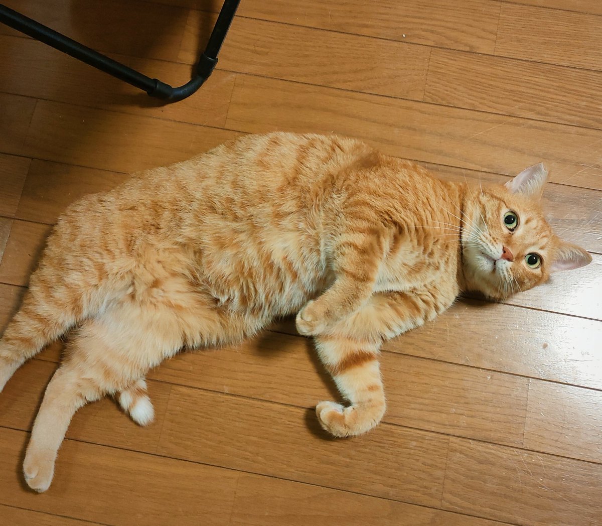langnike's tweet photo. 床にゴロンゴロンして行く手を阻むラングドンを振り切り、飼い主はお肉を食べに行く

#ストレス溜まったら肉 https://t.co/kLgCPhDk2M