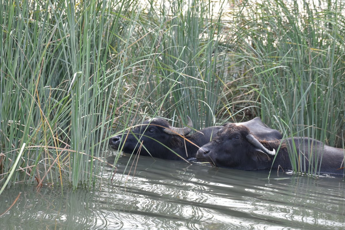 Omid Hatami tweet media