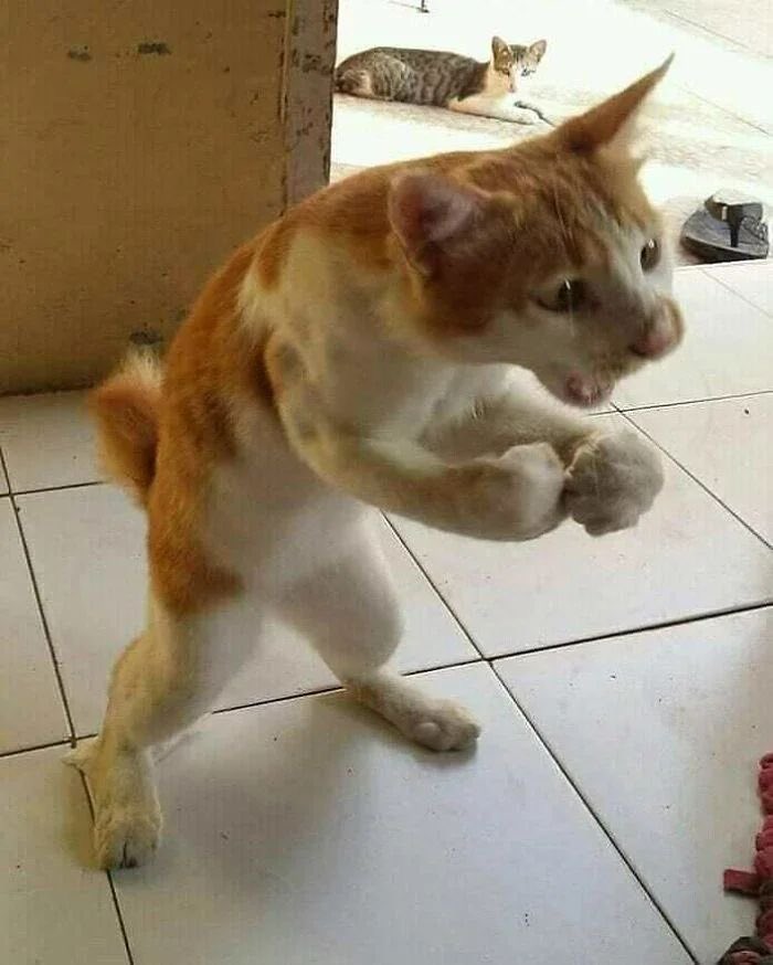 WE LOVE CATS tweet media