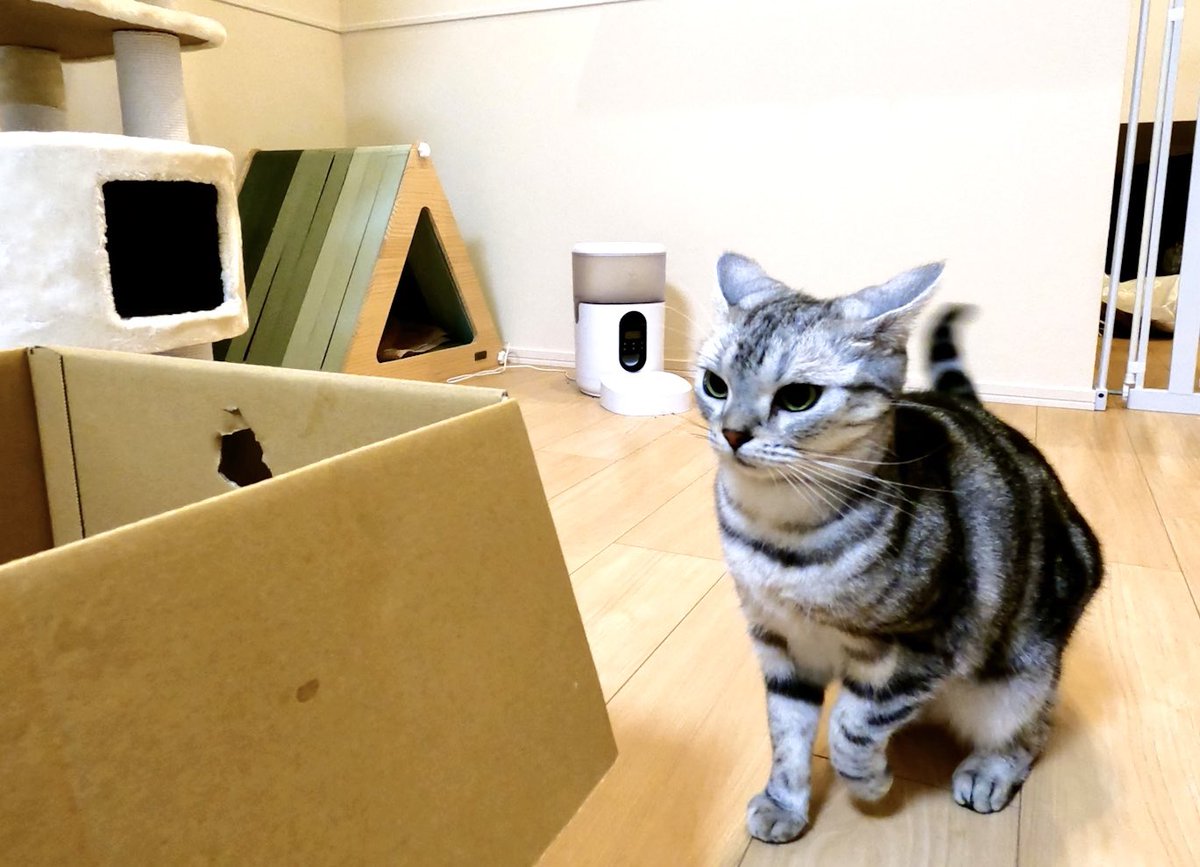 ameshoconnie's tweet photo. 飛び込み前☺️🐱✨ https://t.co/evJXKJoOH4