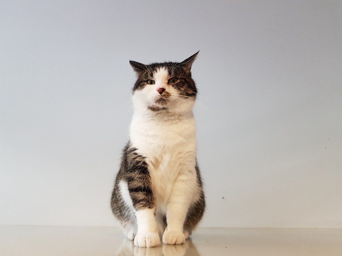 Help Rufus aan een nieuwe gouden mand! 

Rufus kwam als wildebras bij ons binnen, maar ontpopte zich als knuffelbeer. Hij vond zijn thuis, maar moet die nu helaas verlaten. Ga naar dierenasiels.com/dier/33CF49CC-… voor meer Rufus!

#Rufus #goudenmandgezocht #adoptdontshop #caturday