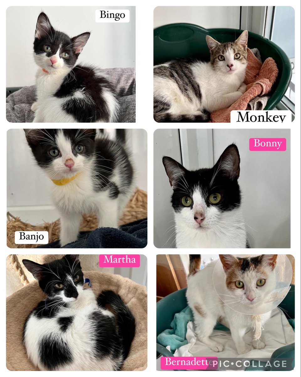 Good morning! 😎Happy #Caturday here’s just some of the cats looking for their #fureverhome today

Mr Scruff loved being part of #Hedgewatch this week thank you all for your love &amp; frenship 💜 At 2.30pm pls send pawsitive vibes for his appt on your way to the #hedgewatchcafe 😻x