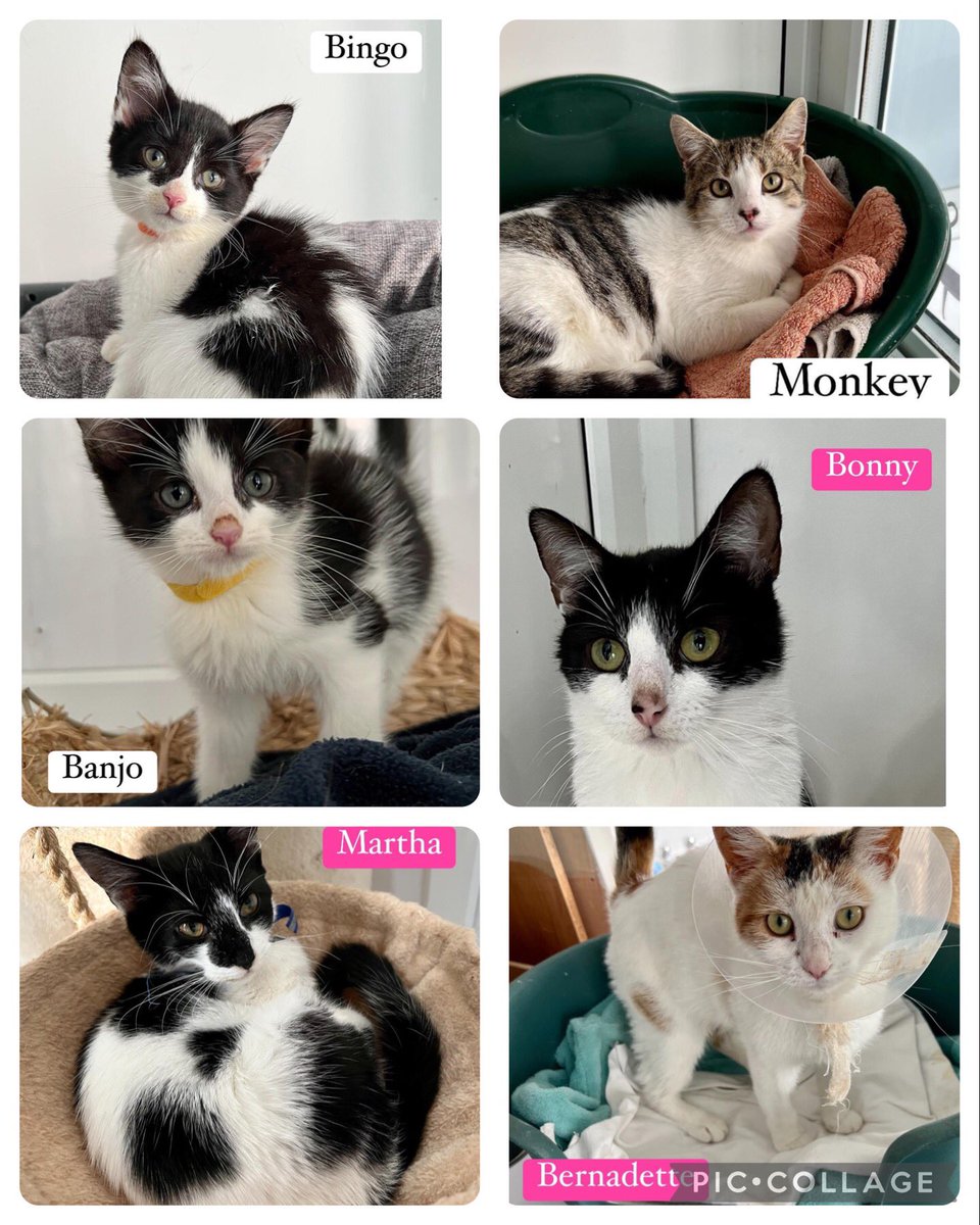 Good morning! 😎Happy #Caturday here’s just some of the cats looking for their #fureverhome today Mr Scruff loved being part of #Hedgewatch this week thank you all for your love & frenship 💜 At 2.30pm pls send pawsitive vibes for his appt on your way to the #hedgewatchcafe 😻x