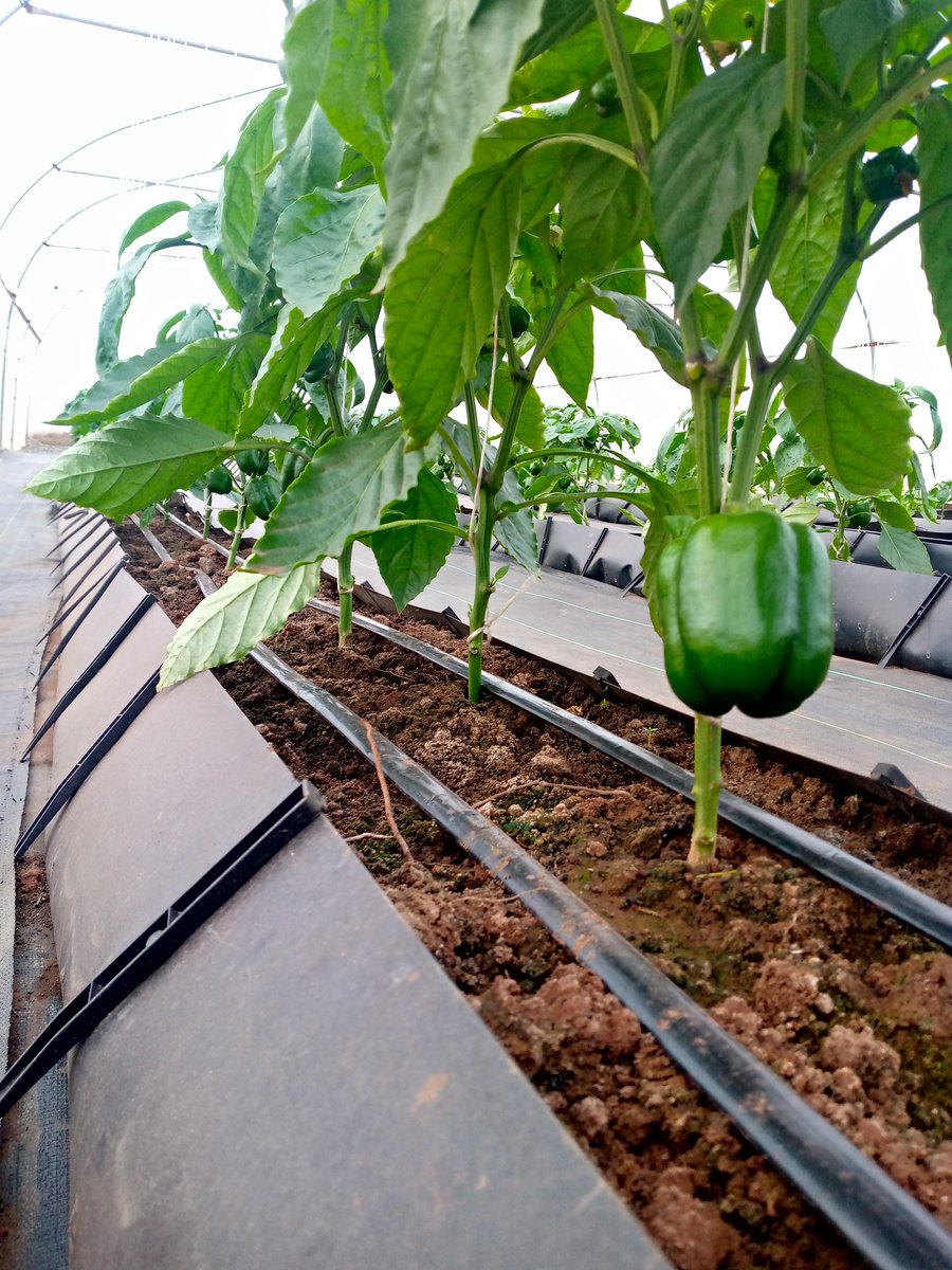 Joyobikobe1's tweet photo. Finding a niche in the agriculture sector that will benefit you without literally "soiling" your hands may be the motivation you need to explore available opportunities.

@Agricissexy https://t.co/YLvJAFtucP