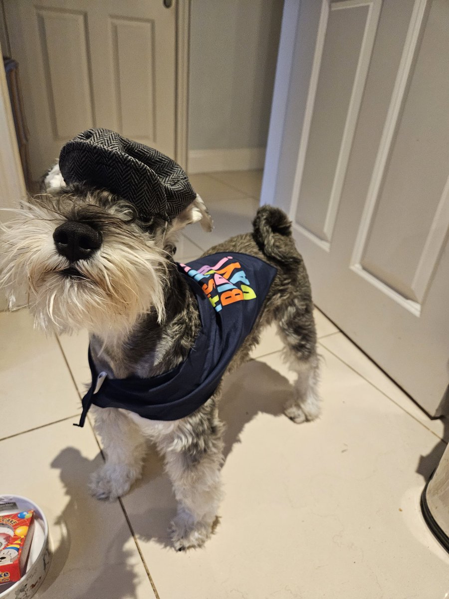 TobyDeSchnauzer's tweet photo. Hi frwends today is my 1st birfurday.  My hoomans got me lots of toys and clothes 🐶🎂🥳 https://t.co/HqOUpasmrk