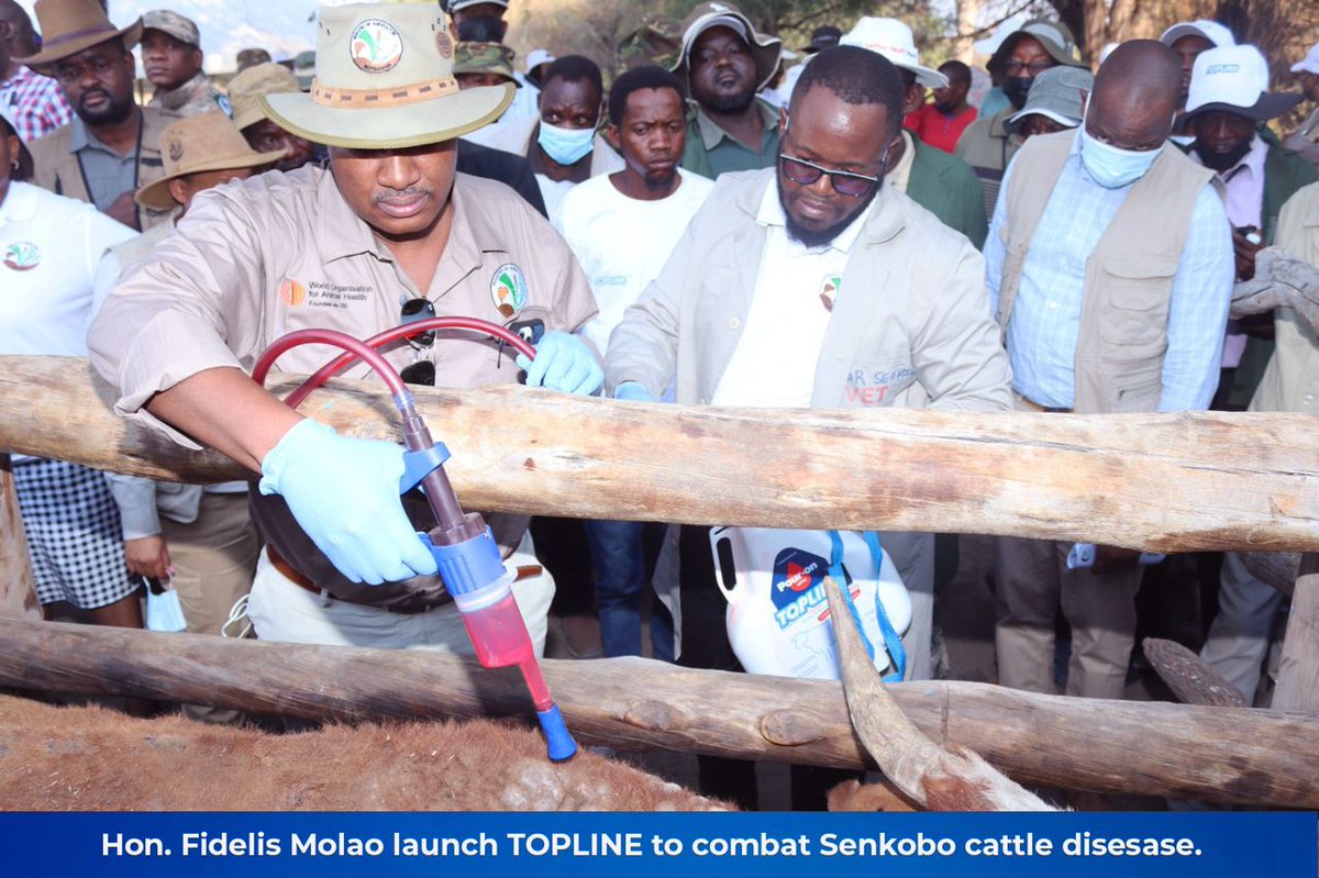 Minister of Agriculture Hon. Fidelis Molao has officially launched Topline PourOn Dip to combat  Senkobo cattle disease.

#botswanavaccineinstitute
