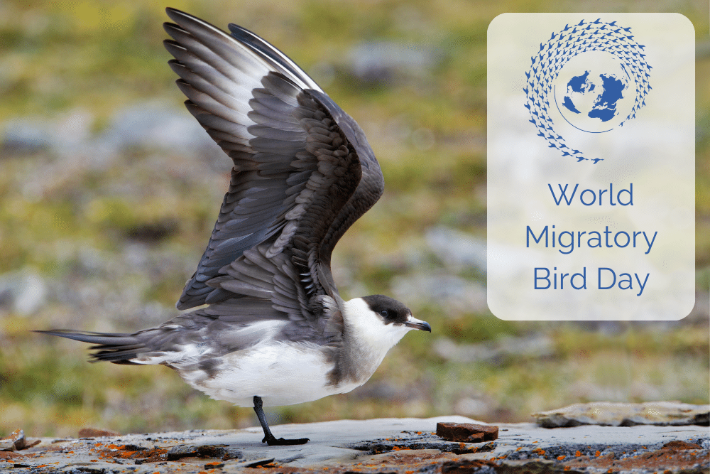 Great @_BTO blog by Helen and David Aiton for #WorldMigratoryBirdDay on their Arctic Skua monitoring on Rousay, and their involvement in the Arctic Skua Tracking Project 
bto.org/community/blog…
#WMBD2023 #SeabirderSaturday #ornithology