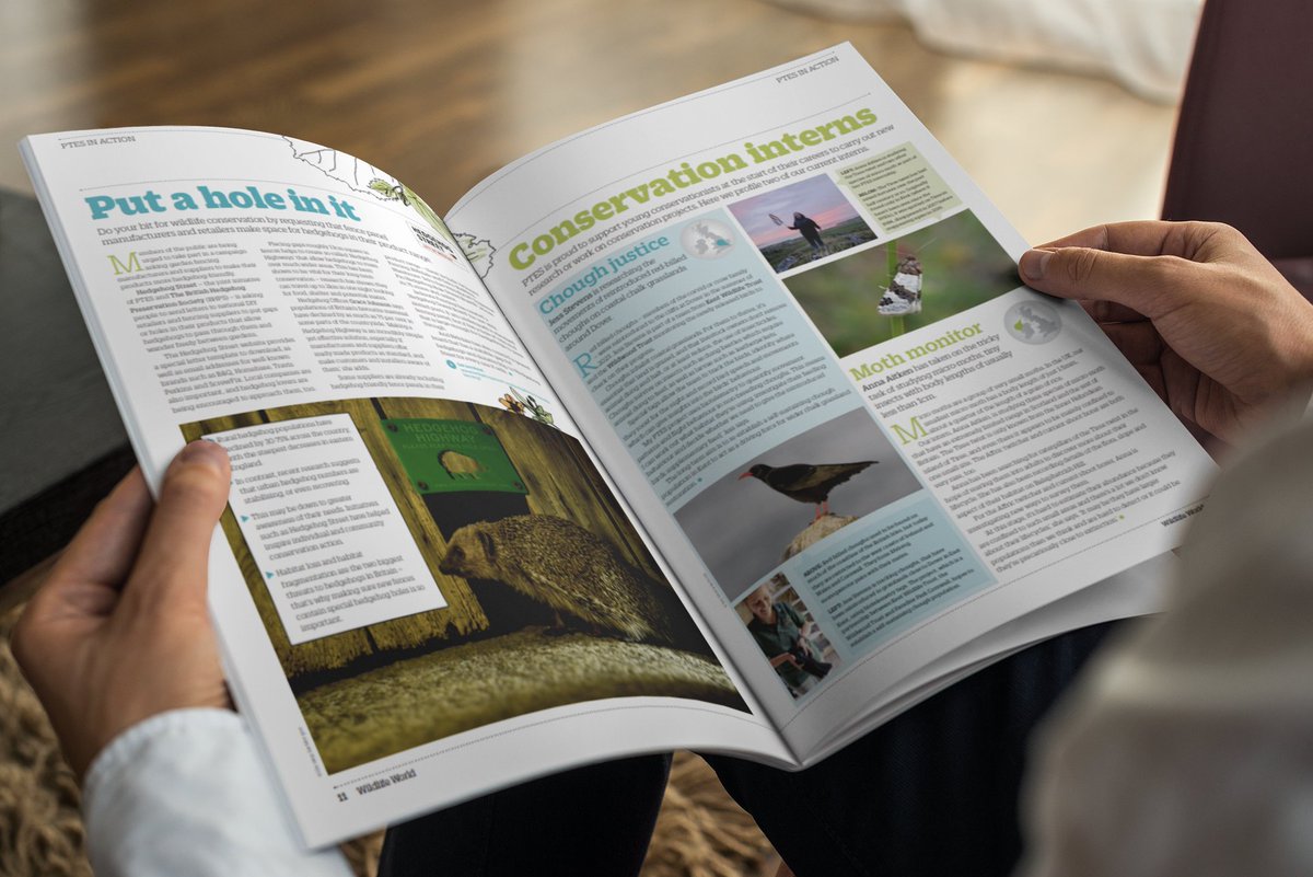 JessBStevens's tweet photo. It's great to have a short article of the @WildwoodTrust and @KentWildlife chough project, written by @jamesfairwild, in this season's "Wildlife World" magazine by @PTES as one of the many conservation projects they support.

Check it out: https://t.co/vwfSsrtM19 https://t.co/BqPJ4UnJBz