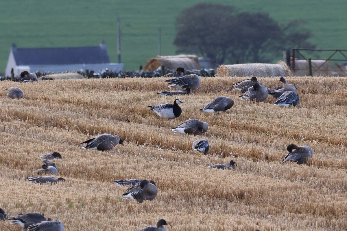 CaithnessBirds's tweet photo. Caithness Birders were out early counting geese this morning for #GSMP_UK Nice to get the occasional Barnacle Goose with the Pink-footed flocks #CaithnessBirds #WMBD2023 https://t.co/lmuiTJobsv