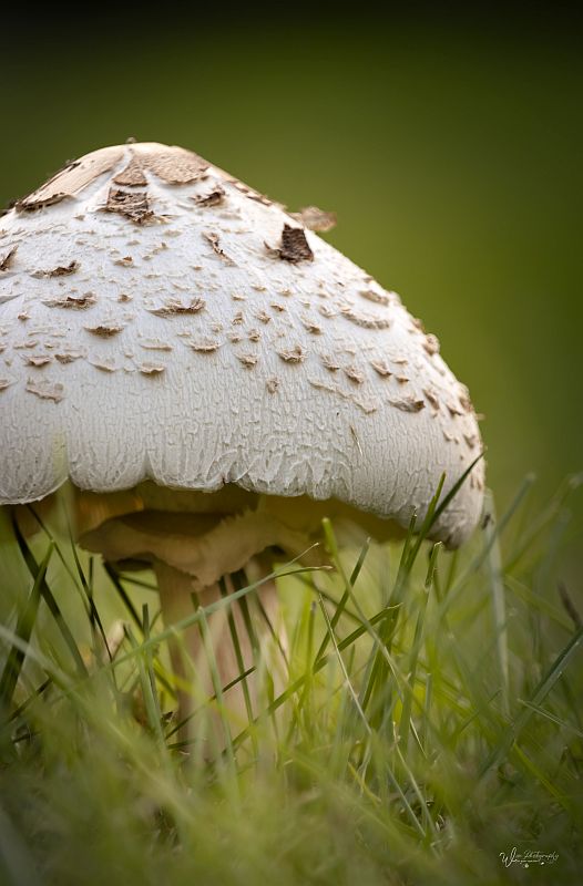 October 14: Parasol Mushroom
Manheim Township, Lancaster, Lancaster County, Pennsylvania, USA
facebook.com/WisePhotograph…
wisephotographyforyou.wordpress.com
#october14 #mushroom #macrolepiota #macrolepiotaprocera #parasolmushroom #naturesparasol #basidiomycete #nature #basidiomycetefungus