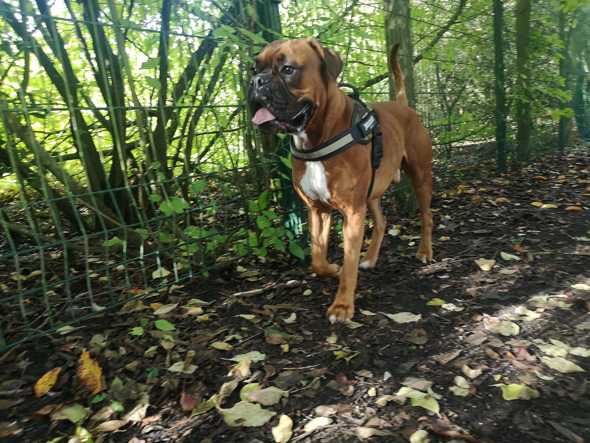 NoNameDog05's tweet photo. Reggie says have a fantastic day
#DogsofTwittter #boxerdog https://t.co/VQBtaGhOKP