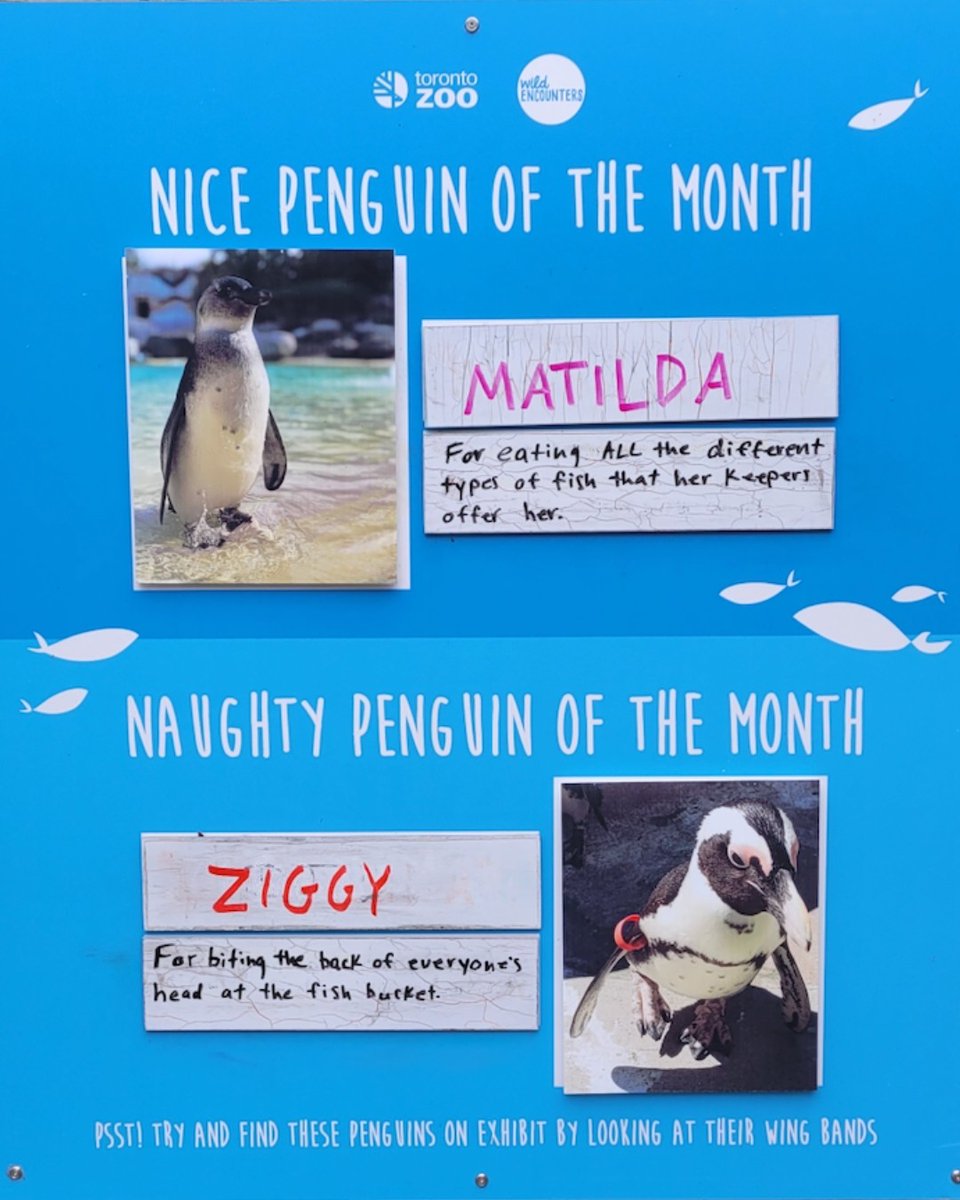 TheTorontoZoo's tweet photo. Presenting the Nice and Naughty Penguin of the Month: African Penguin Awareness Day Edition π§ #PenguinPerformanceReview https://t.co/3PXREi2MZ9