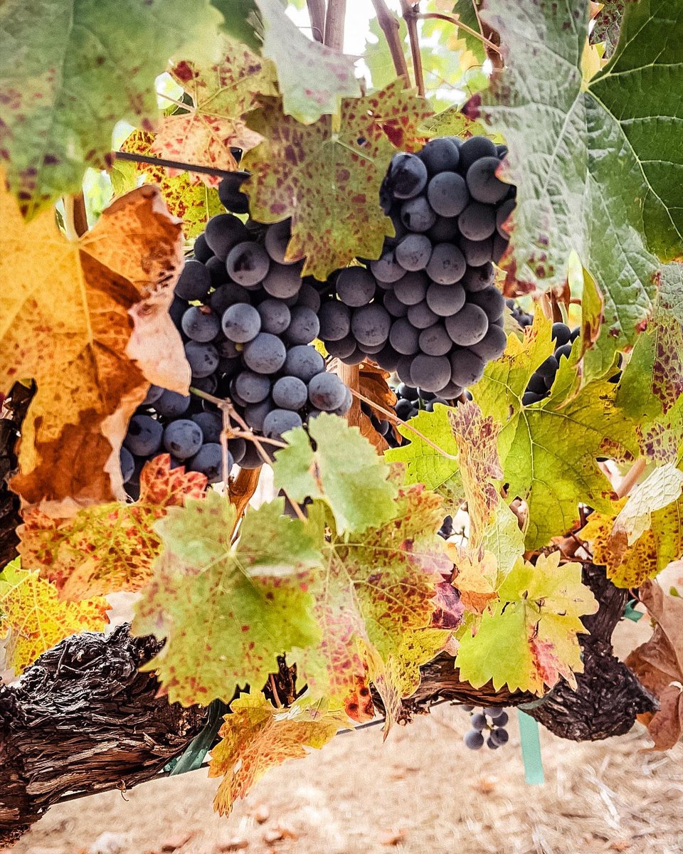 WinerySmith's tweet photo. Thank you for your kind words @bin412wine and for sharing these fun photos of your recent visit! 

Read article:
https://t.co/wqKuh6bh5p

Visit us: https://t.co/NN46AkScoG

#sthelena #winetasting #wine #napa #weekendvibes https://t.co/3Fd6UG3lEI