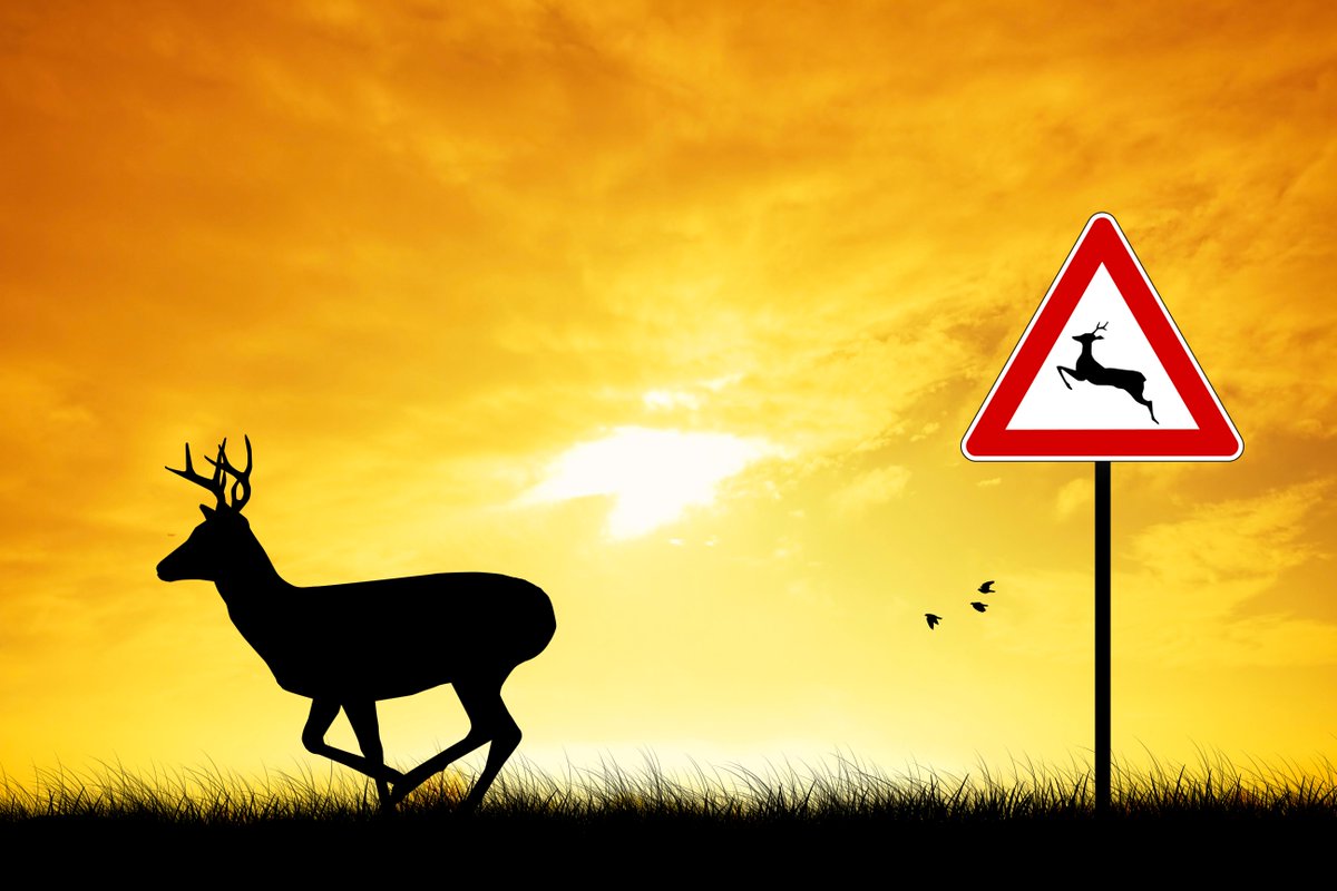 NCPublicSafety's tweet photo. Deer are plentiful in North Carolina, and many motorists find themselves face to face with the wild animals on the road. Here are a few steps for dealing with deer and other wildlife on the roads: https://t.co/imLBtI3I0u. #NCSAFE https://t.co/Cv6gDlFKlr