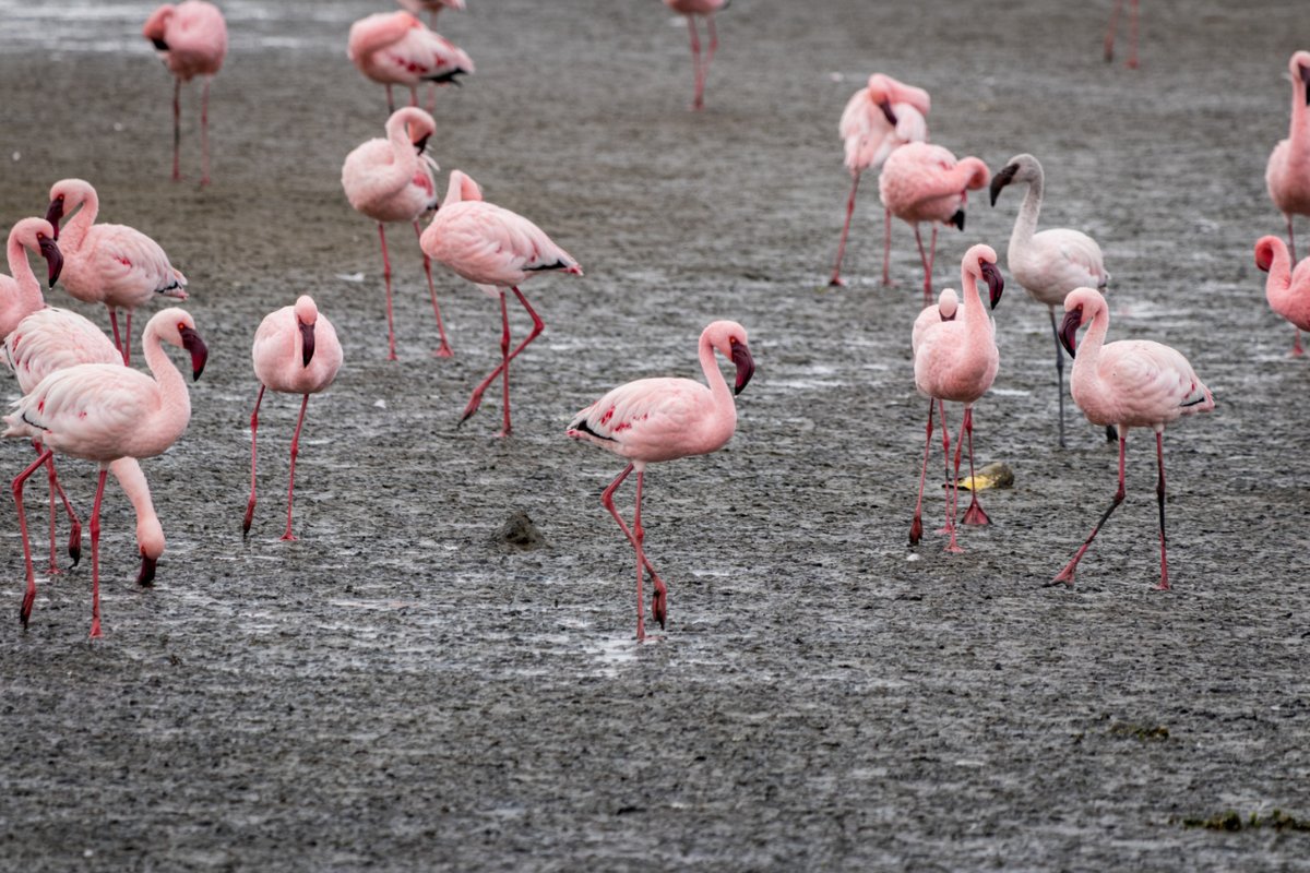 Lesser #Flamingos at #WalvisBay , #Namibia
.
.
.
#LesserFlamingos
#AfricanFlamingos
#NamibiaWildlife
#NamibiaBirds
#NamibiaFlamingos
#NamibiaTrip
#flamboyance
#ColorfulBirds
#AfricanWildlife

#Savanna #aviation #Ornithology #Wildbird #Birding #BirdHabitat #WildlifeEnglish