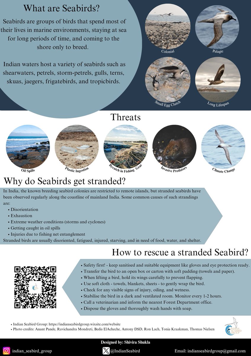 Indian Seabird Group (@indianseabird) on Twitter photo For #WorldMigratoryBirdDay 2023 we share this poster on Seabirds, and how to rescue stranded seabirds if you come across them! You can follow us to get future updates, and drop any queries to our email address. Happy birding! <a href="/BirdLifeMarine/">BirdLife Marine</a> <a href="/BirdLife_News/">BirdLife International</a> For #WorldMigratoryBirdDay 2023 we share this poster on Seabirds, and how to rescue stranded seabirds if you come across them! You can follow us to get future updates, and drop any queries to our email address. Happy birding! <a href="/BirdLifeMarine/">BirdLife Marine</a> <a href="/BirdLife_News/">BirdLife International</a>
