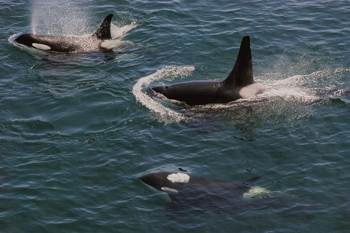 This #OrcaRecoveryDay, learn why reducing underwater sound is important to at-risk Southern Resident Killer Whales!💙
WHALE you’re at it; check out the #ParksCanadaConservation work we’re doing to help protect these amazing animals and their habitats! 🐋💦
pc.gc.ca/en/nature/scie…