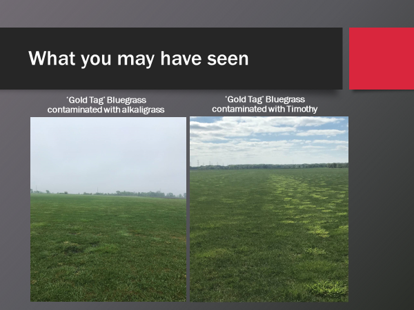 fs_turf's tweet photo. Sharing slides from a  presentation I have given on purchasing quality grass seed with photos that I have taken myself over the years.  These are pictures from a sod farm that purchased 'Gold Tag' bluegrass seed from another supplier.  Back to back years with contaminants. https://t.co/PF4XKfdahX