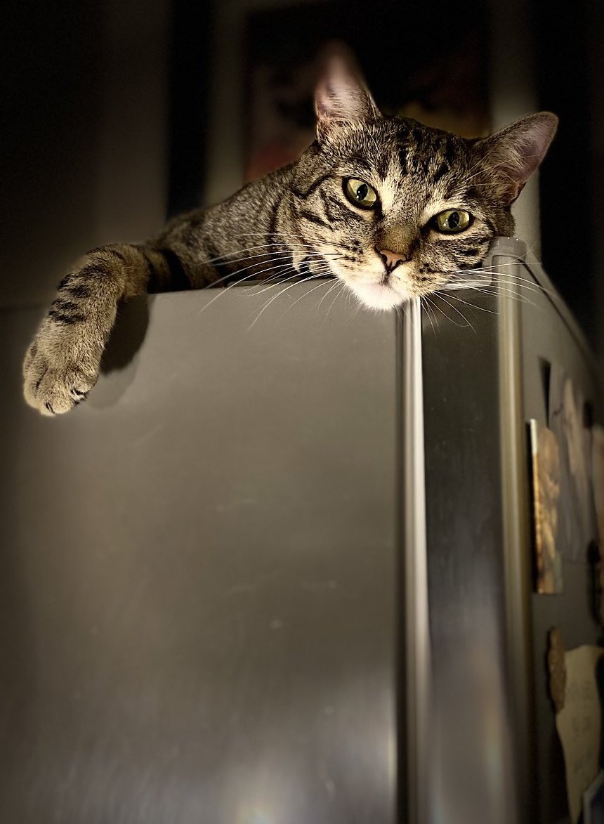 #hello #hola #Caturday #cats #hellogorgeous #hellofriends #kitten #chat #neko #gat #gatet #gatito #fridge #felizfinde #pets 🤩🥰😻