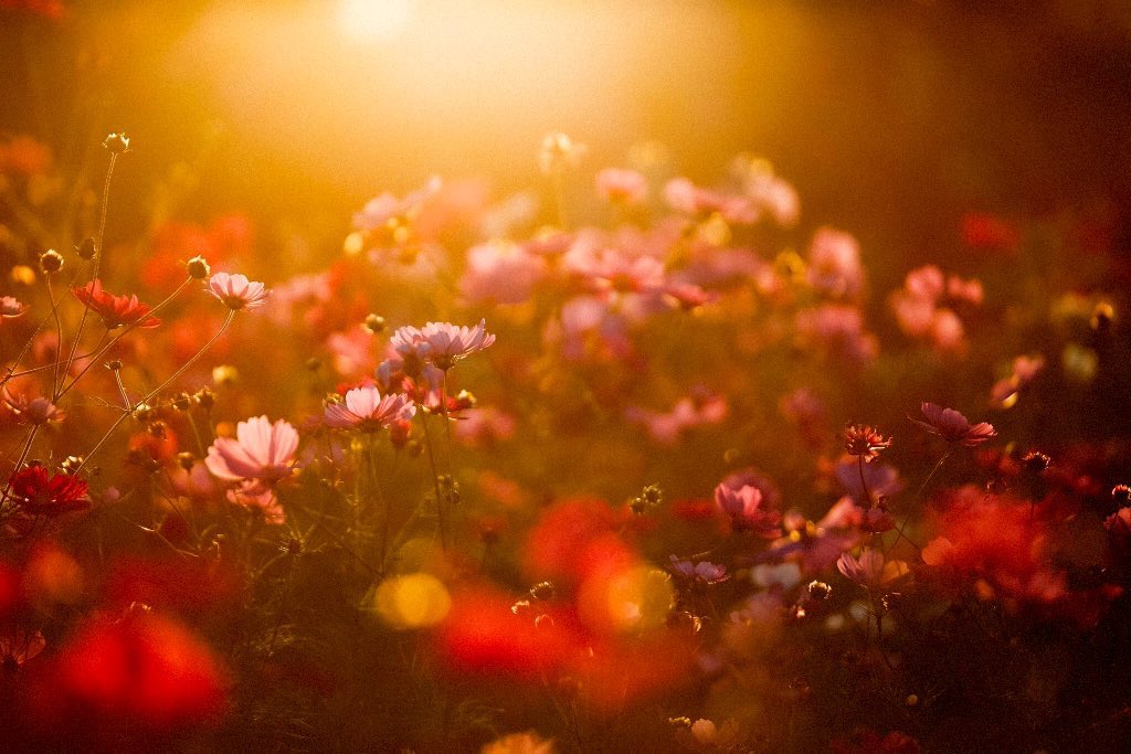 hacci_0731's tweet photo. 秋桜 https://t.co/vYsgbMFvsc