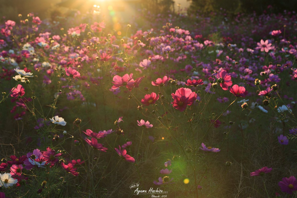 hacci_0731's tweet photo. 秋桜 https://t.co/vYsgbMFvsc