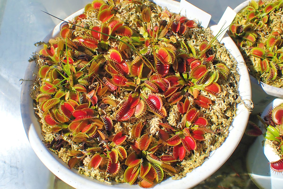 moiwayama_nepen's tweet photo. #ハエトリソウ #鈴木系 #春及園 #Ys #Dionaea #食虫植物 #Carnivorous_plants #Venus_flytrap #suzuki #TG6 山田食虫植物農園さんのところの鈴木系です。鈴木系というと、古い書籍類の写真で、トロ箱植えで育ってるイメージが強い為か、寄せ植えにして眺めると、なんとなくしっくり来る感じがします。 https://t.co/A7q3DETCyy