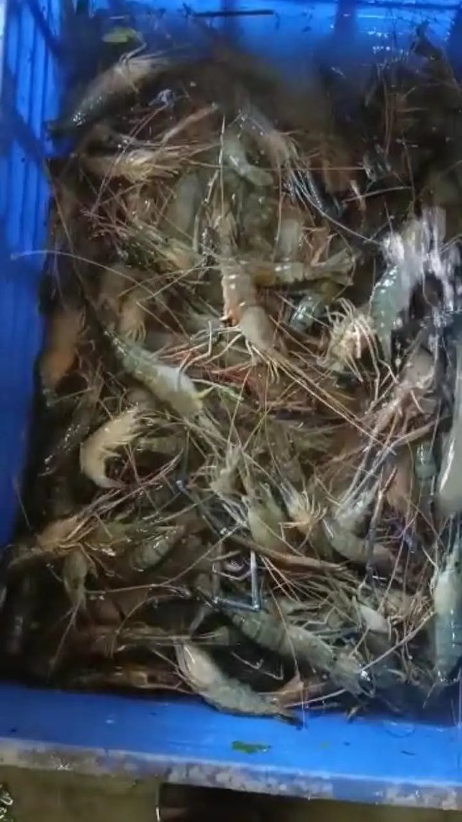 #altaz #alsheba #aljubail #alcaza
 #Esther  #prawns
#venturecapital #funding  #Indianmeat #shrimps 
#buffetbluewaypvtltd  #Iraq #thailand #USA #china #oman #import #UAE  #Meat #offal #import #Export #Worldwide #Vietnam #Business #Egypt #qatar #SaudiArabia