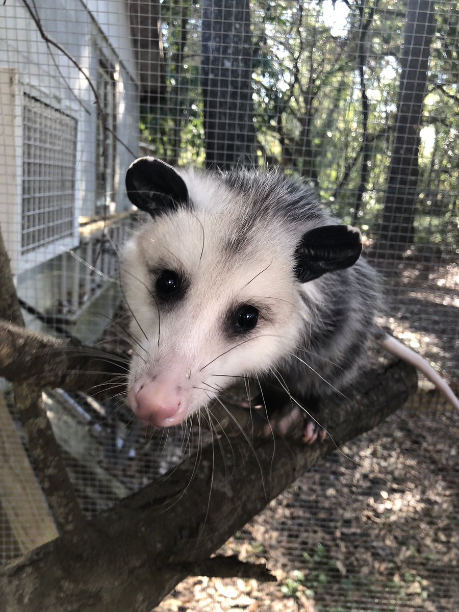 Possumeveryhour.io tweet media