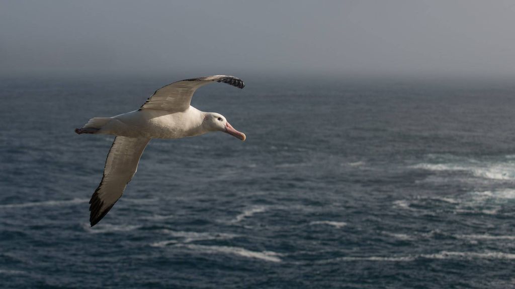 Albatross species have adapted to life in the ocean so well that certain species travel around the Antarctic continent multiple times before returning to their breeding areas on isolated islands in the Southern and Indian Oceans. 📸: Derren Fox #AlbatrossTaskForce