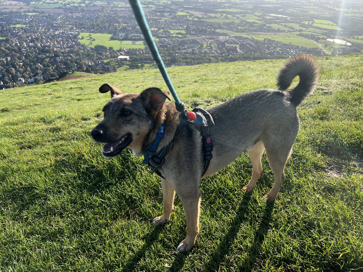 JosieAllan4's tweet photo. Dog morning. Hill morning. Sunny Autumn morning. 🌞🌤️☀️☀️☀️☀️☀️☀️☀️☀️☀️☀️
#magicskies #magichill 🌱 https://t.co/bxmvMmGP7A