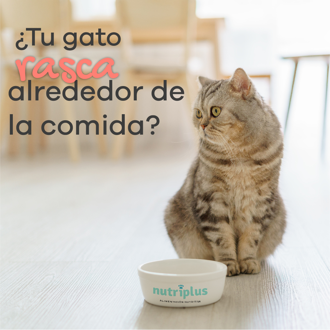 grupoyagu's tweet photo. ¿Has descubierto alguna vez a tu gatito rascando el suelo alrededor de su comida?
Pues se debe a su instinto natural. Sus ancestros escondían la comida para que los depredadores no los encontrasen y ahora en casa simplemente rascan el suelo al no haber tierra en el suelo. https://t.co/kJRZ33i3mJ