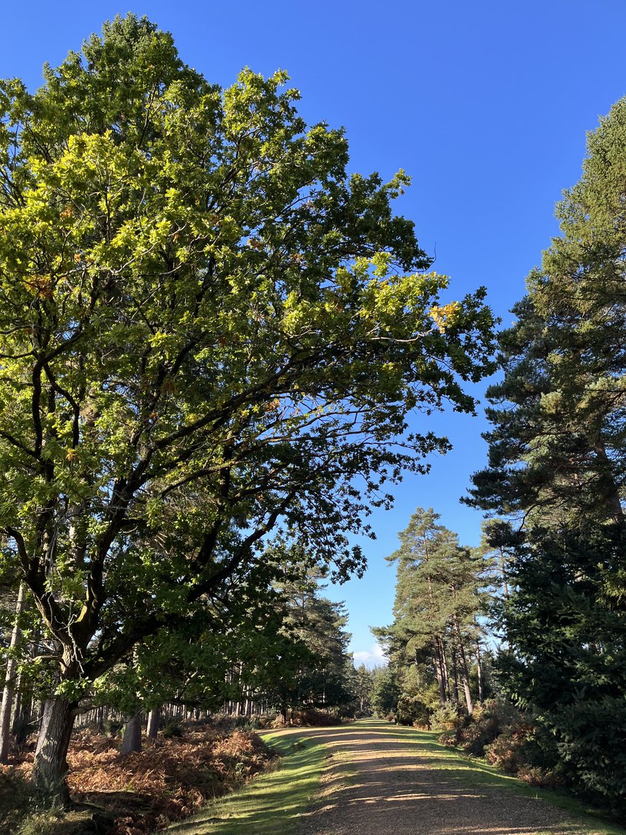 Gorgeous #NewForest this morning 🌲 🌳 🍄