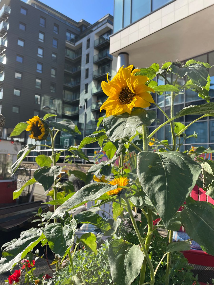 Sunflower seeds we planted for Independent Bookshop Week looking gorgeous on #bookshopday  Come enjoy the autumn sunshine with a good book! <a href="/NatHistShips/">National Historic Ships UK</a> <a href="/booksaremybag/">Books Are My Bag</a> <a href="/bookshop_org_UK/">Bookshop.org</a>