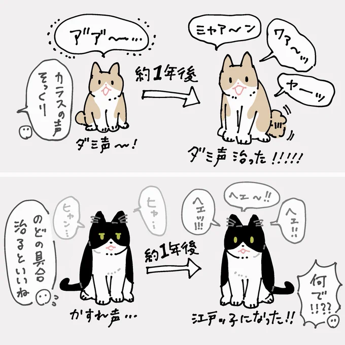 【朗報!】家猫になって1年、みたさんのダミ声が治ってきた! 【朗報…?】まめさんのかわいそうなくらいかすれた声がなぜか元気な江戸っ子風になってきた